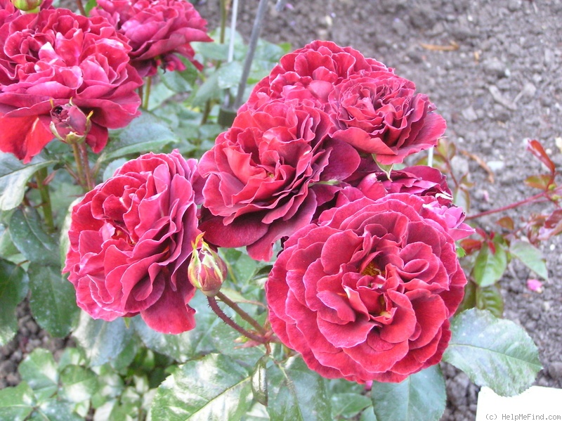 'Colorbreak' rose photo