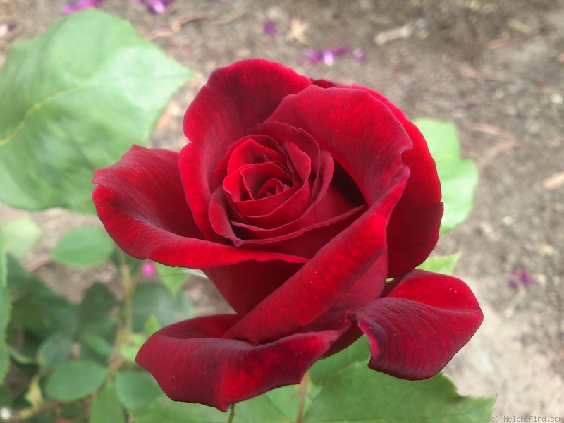 'Ena Harkness' rose photo