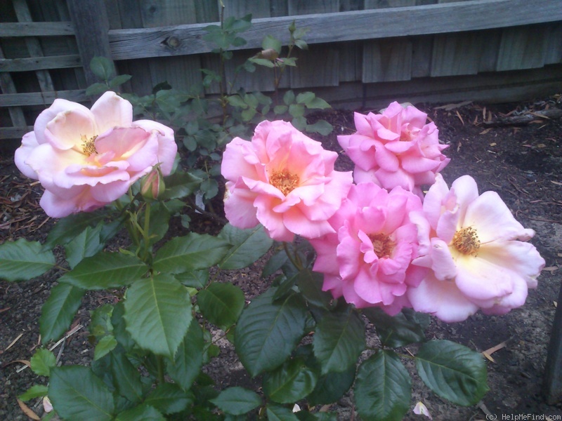 'Shot Silk' rose, click to enlarge 'Shot Silk' rose photo