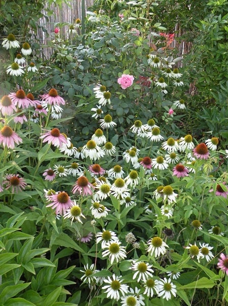 'Rhabarbarum'  photo