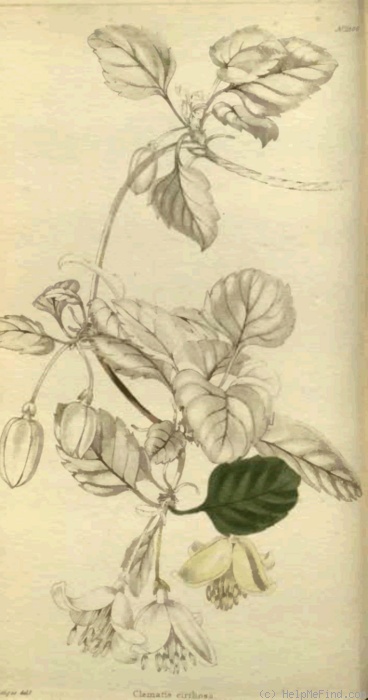 '<i>C. cirrhosa</i> L.' clematis photo