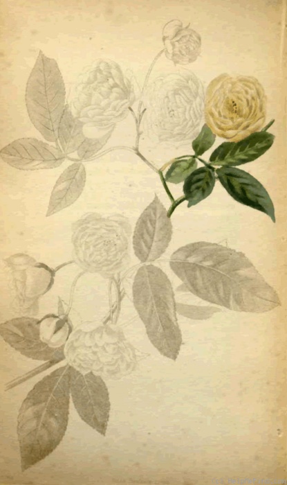 'R. Banksia lutea flore pleno' rose photo