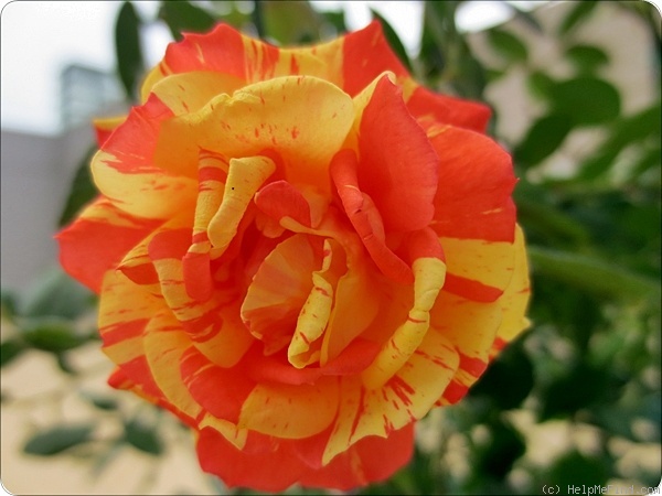 'Matsuri' rose photo
