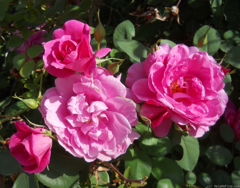 'Bohemian Rhapsody' rose photo