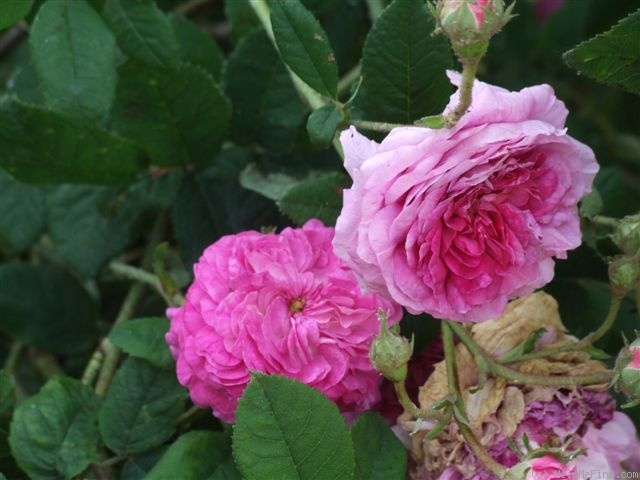 'Bérénice (gallica, Vibert, 1818)' rose photo