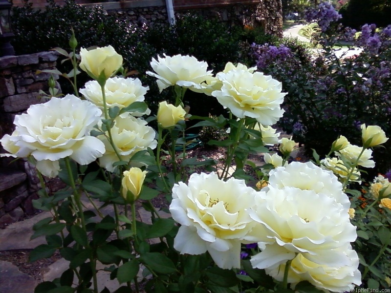 'White Licorice™ (Floribunda, Bedard, 2009)' rose photo