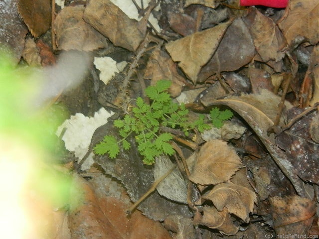 'R. minutifolia' rose photo