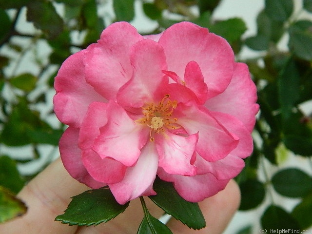 'Orastarmag' rose photo