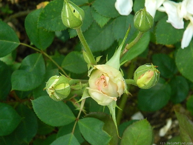 'White Delight' rose photo