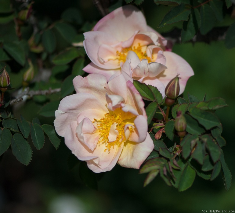 'Claus Groth' rose photo