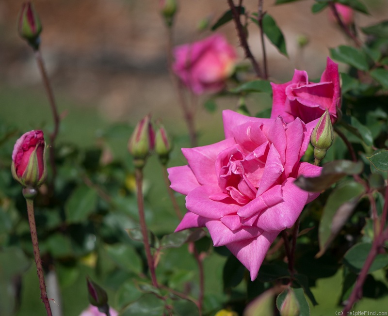 'Mrs. George Shawyer' rose photo
