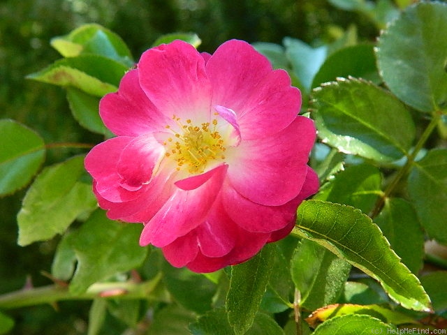 'Ixl' rose photo