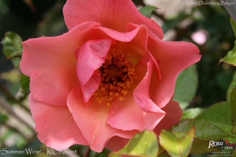 'Summer Wine (climber, Kordes before 1980)' rose photo