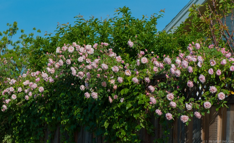 'Elie Beauvilain (Tea Noisette, Beauvilain, 1887)' rose, click to enlarge 'Elie Beauvilain (Tea Noisette, Beauvilain, 1887)' rose photo