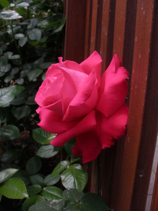 'Bambey' rose photo