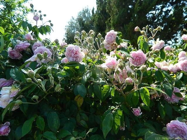 'Annie Laurie McDowell' rose photo