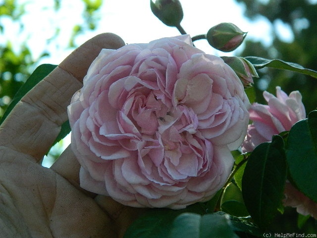 'Annie Laurie McDowell' rose photo