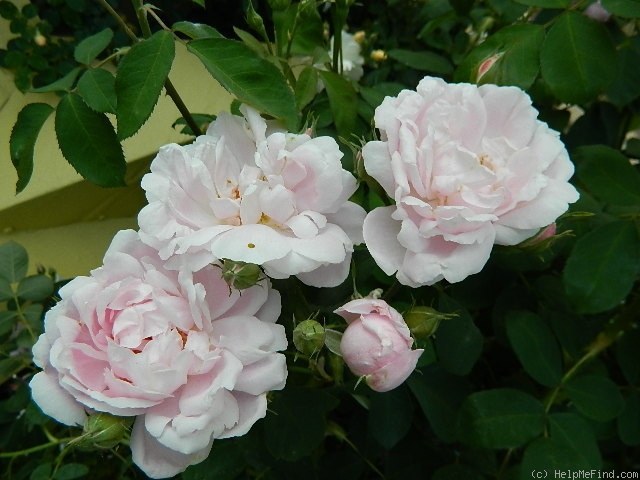 'Larry Daniels (hybrid perpetual, Liggett 1995)' rose, click to enlarge 'Larry Daniels (hybrid perpetual, Liggett 1995)' rose photo