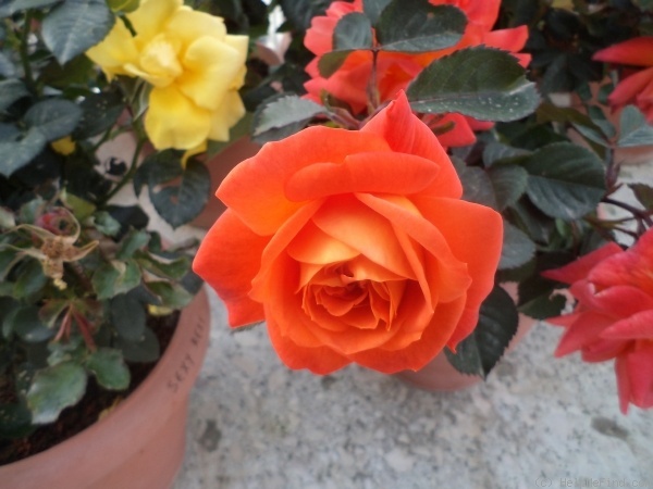 'Super Trouper ®' rose photo