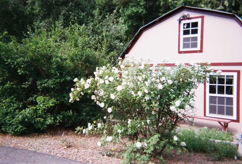 'Fimbriata (hybrid rugosa, Morlet, 1889)' rose photo