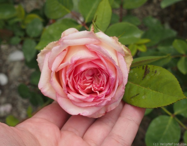 'Tipsy Imperial Concubine' rose photo