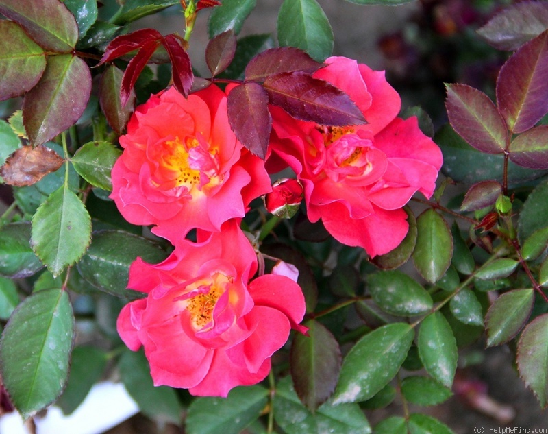 'Cinco de Mayo™ (floribunda, Carruth, 2006)' rose photo