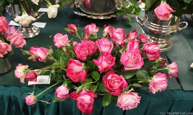 'Rose Gaujard ®' rose, click to enlarge 'Rose Gaujard ®' rose photo