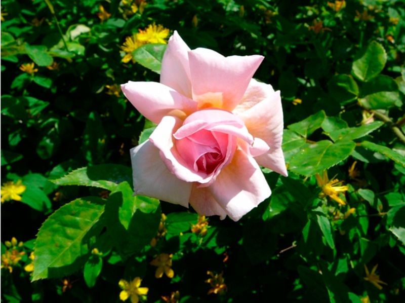 'Prekrasnaja Nikita' rose photo