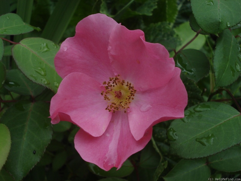 'Betty Prior' rose photo