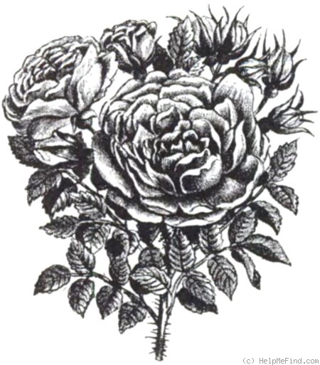 'Kaiserin des Nordens' rose photo