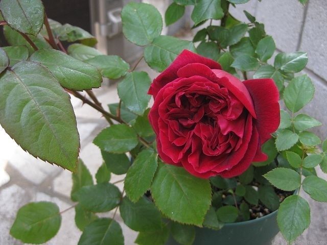 'Crimson King' rose photo