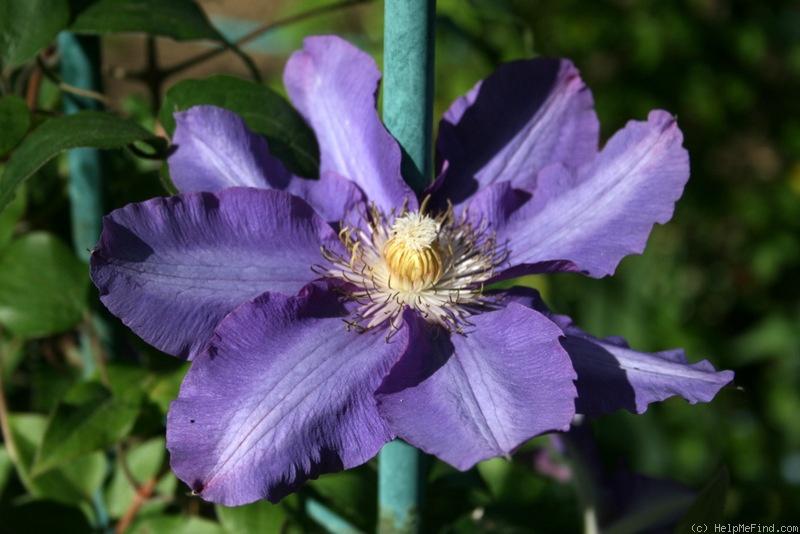 'C. 'H. F. Young'' clematis photo