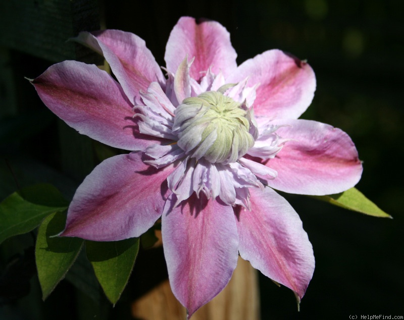 'C. 'Josephine'' clematis photo