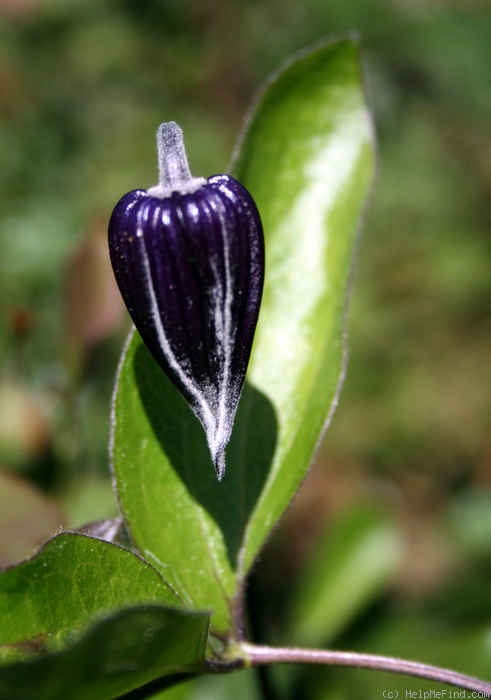 'Rooguchi' clematis photo