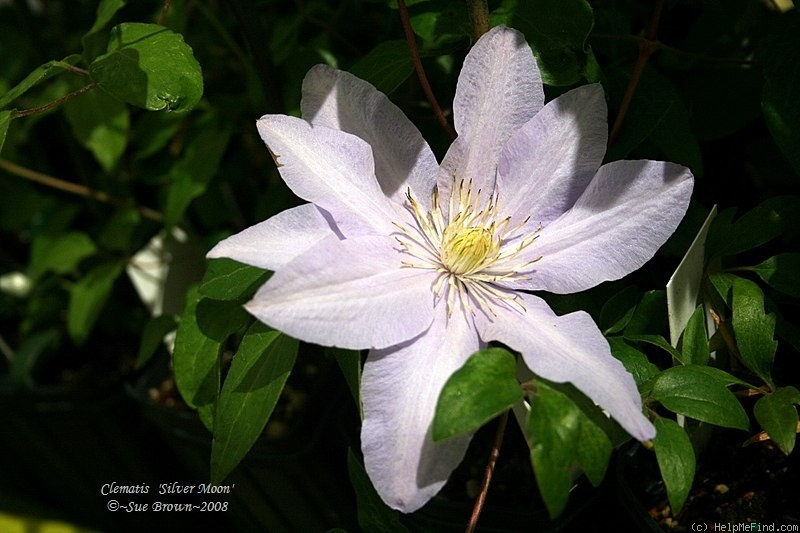 'Silver Moon' clematis photo