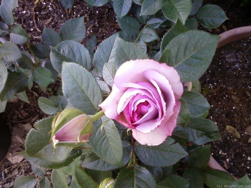 'Love Song (floribunda, Carruth 2011)' rose photo