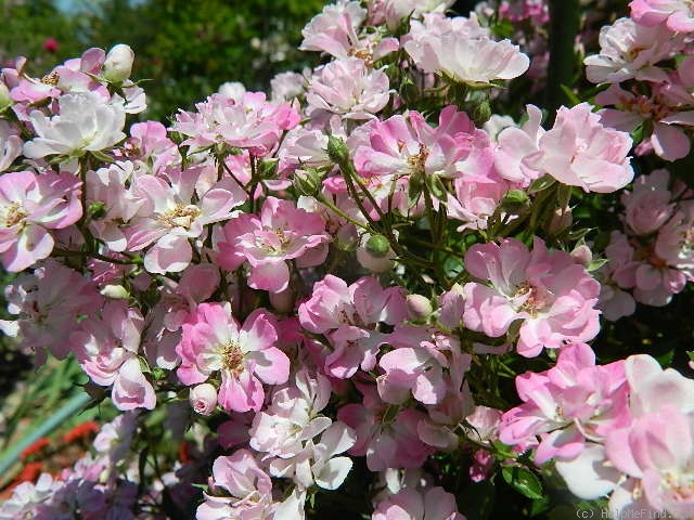 'Yametsu-Hime' rose photo