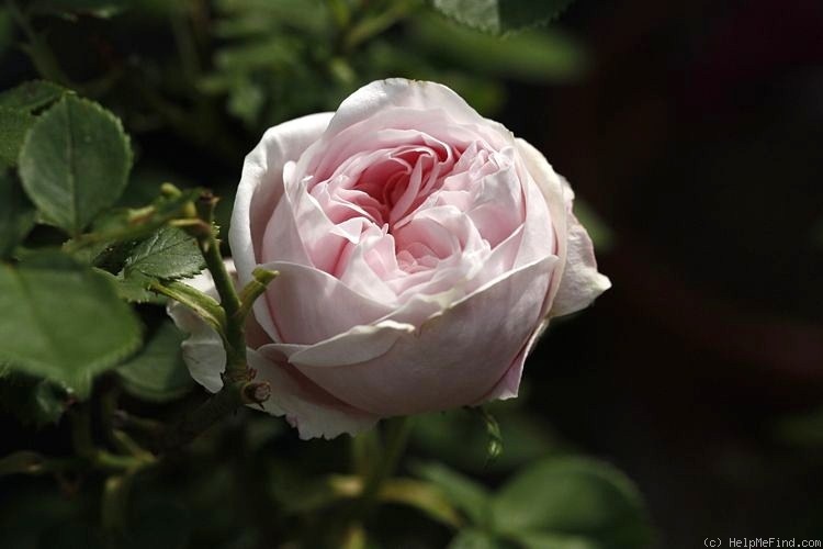 'Comtesse de Barbantane' rose, click to enlarge 'Comtesse de Barbantane' rose photo