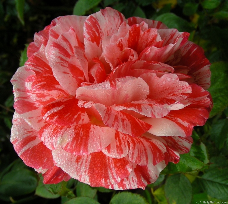 'Special Effects' rose photo