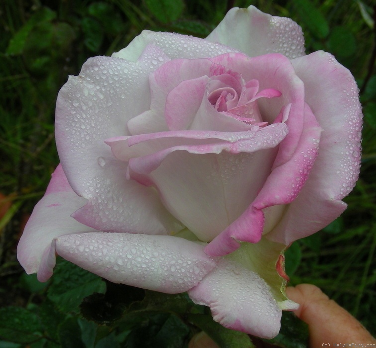 'Pink Crystal' rose photo