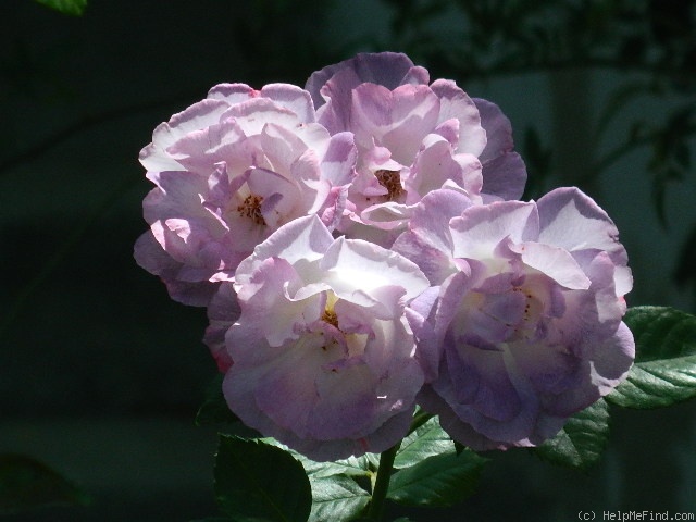'Blue For You (Floribunda, James 2001)' rose photo