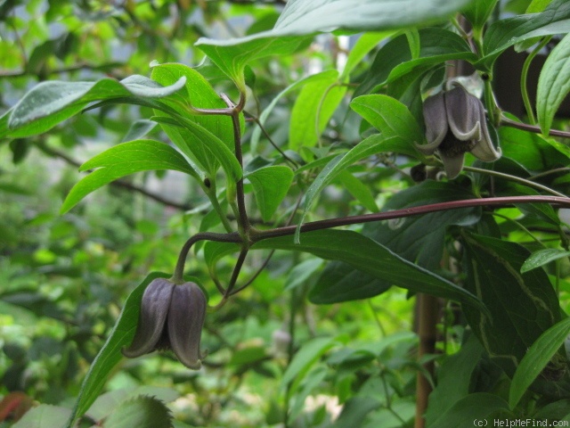 'fusca var. violacea' clematis photo