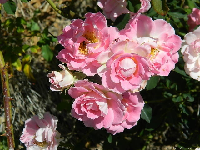 'Porcelain Rose' rose photo