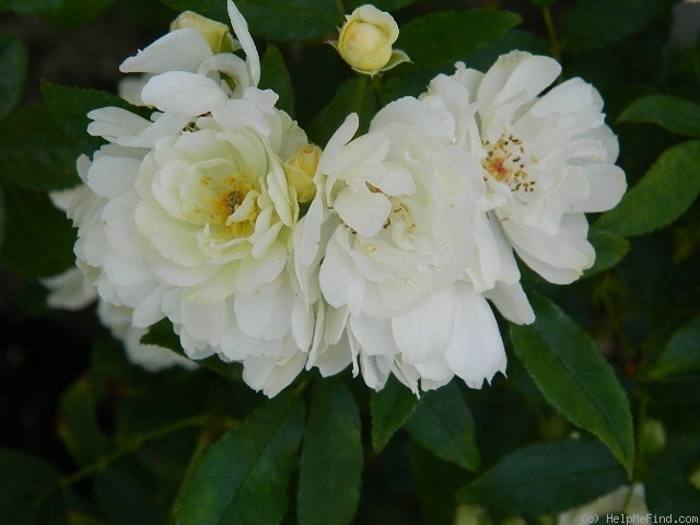 'Purezza' rose photo