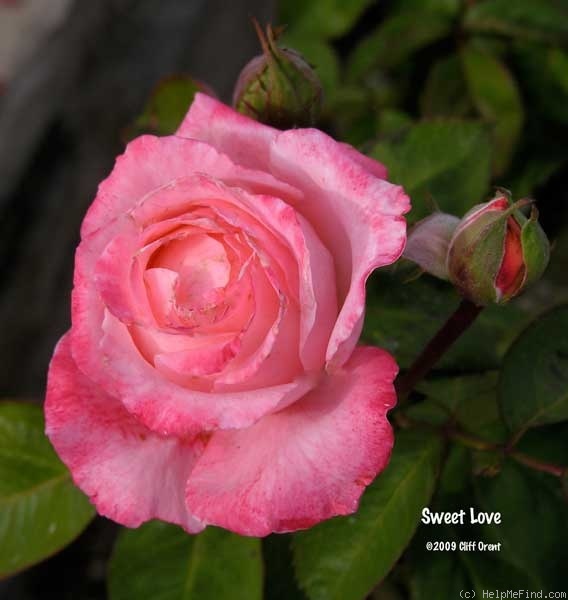 'Sweet Love (hybrid tea, RVS, 1977)' rose photo