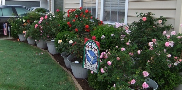 'Rosesnpots - (elizabeth m)' , click to enlarge 'Rosesnpots - (elizabeth m)'  photo