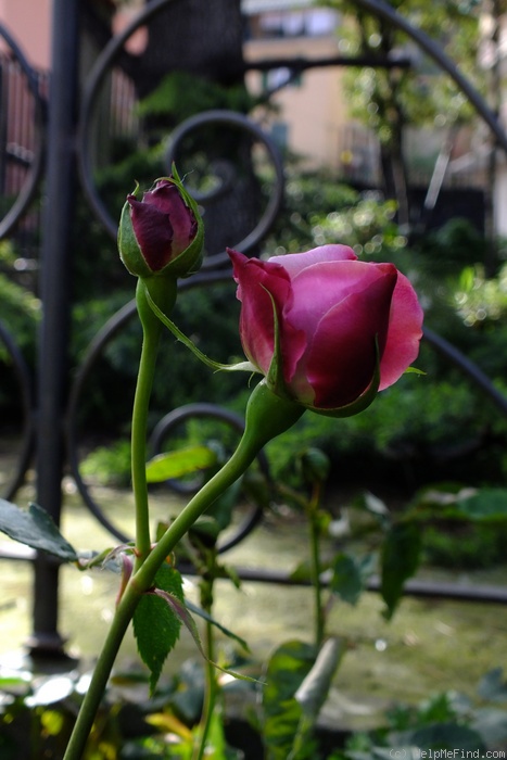 'Alice Hoffman' rose photo