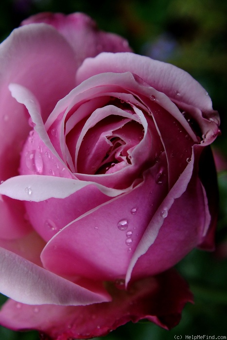 'Alice Hoffman' rose photo