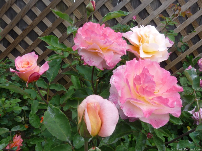 'Spiced Coffee (Hybrid Tea, McGredy, 1985)' rose photo