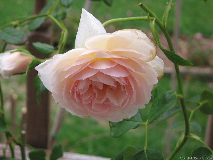 'Heritage ®' rose photo